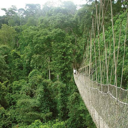 photo of ghana rainforest